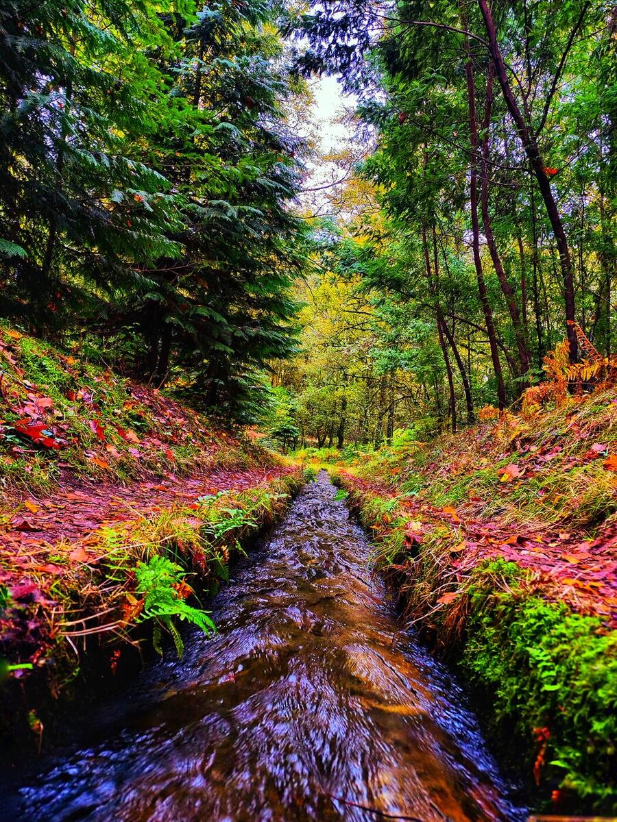 Forest stream on a Camino path in northern Portugal, autumn leaves and ferns